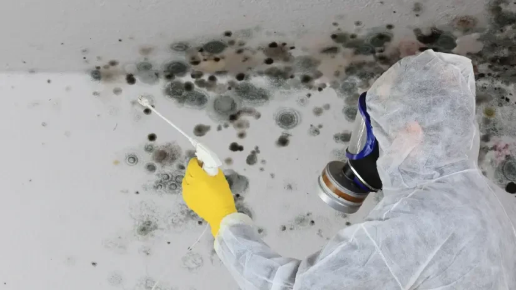 Signs You Need Mold Remediation