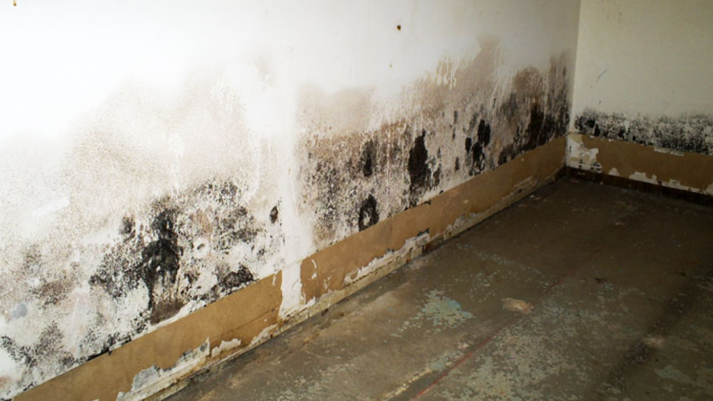 Common Structural Repairs After Water Damage